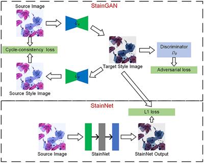 StainNet: A Fast and Robust Stain Normalization Network